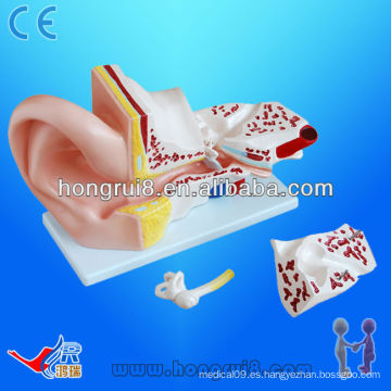 Modelo anatómico de oído grande de ISO, modelo de oído anatómico, oído de la anatomía